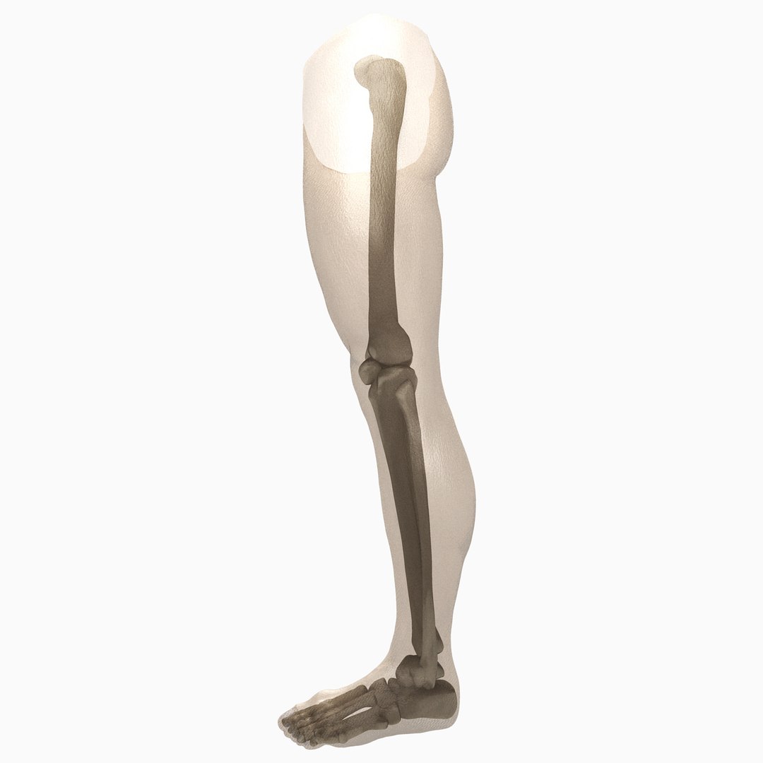 3D male leg https://p.turbosquid.com/ts-thumb/FA/8839YT/YOLge2Of/6/jpg/1533475067/1920x1080/fit_q87/75bce49ef954875366e4af40ad1296173492fac5/6.jpg