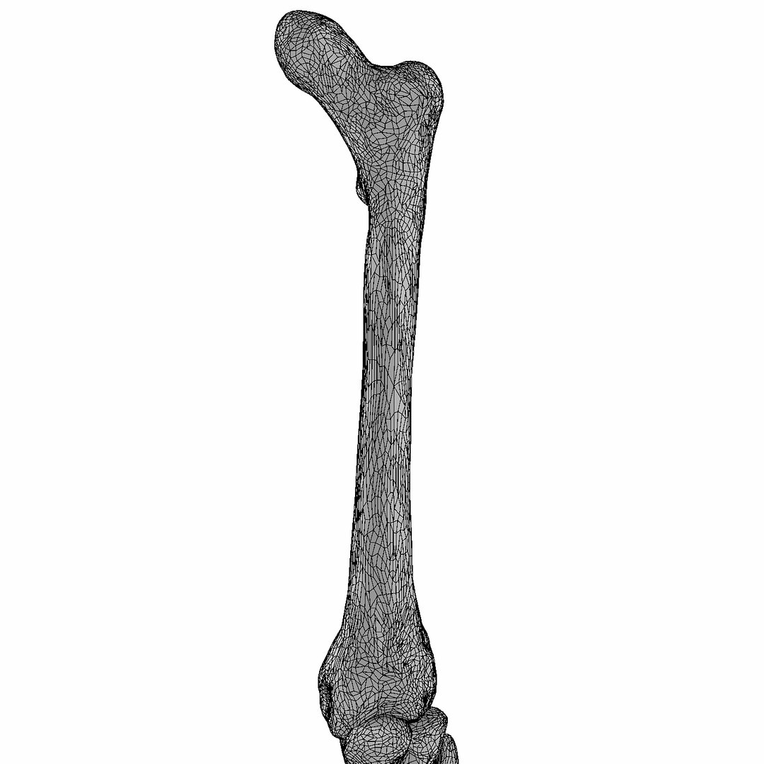 3D male leg https://p.turbosquid.com/ts-thumb/FA/8839YT/ZG6a2zVU/10/jpg/1533475067/1920x1080/fit_q87/aa2fd149ed360e0a557f817e3f8209b90b33783f/10.jpg