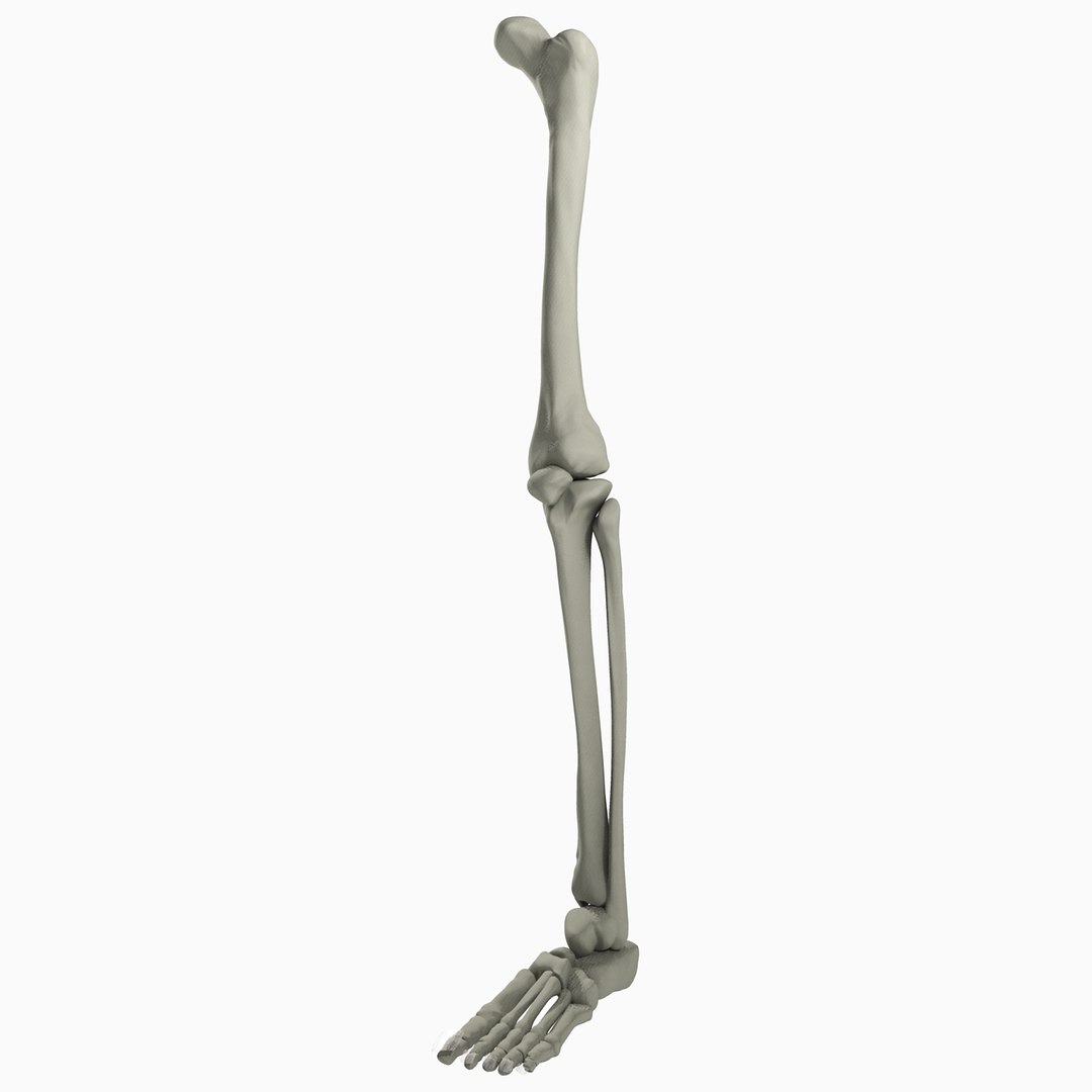 3D male leg https://p.turbosquid.com/ts-thumb/FA/8839YT/grjEQ5jh/7/jpg/1533475067/1920x1080/fit_q87/368f53a8c5dcda4ac784e16066b4c98ea206d00d/7.jpg