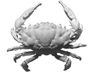 Dark Finger Reef crab