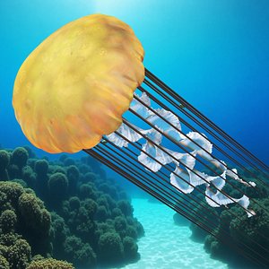 Chrysaora Fuscescens Jellyfish Rigged