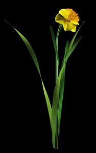 max narcissus daffodil jonquil