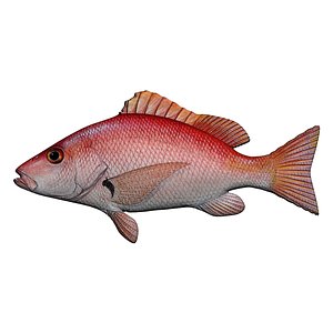 3D red snapper
