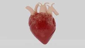 3D HUMAN HEART model