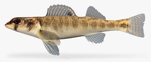 3d percina shumardi river darter model