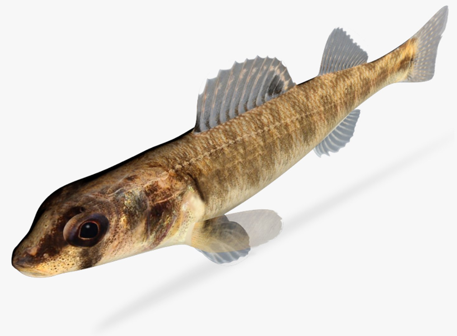 3d percina shumardi river darter model