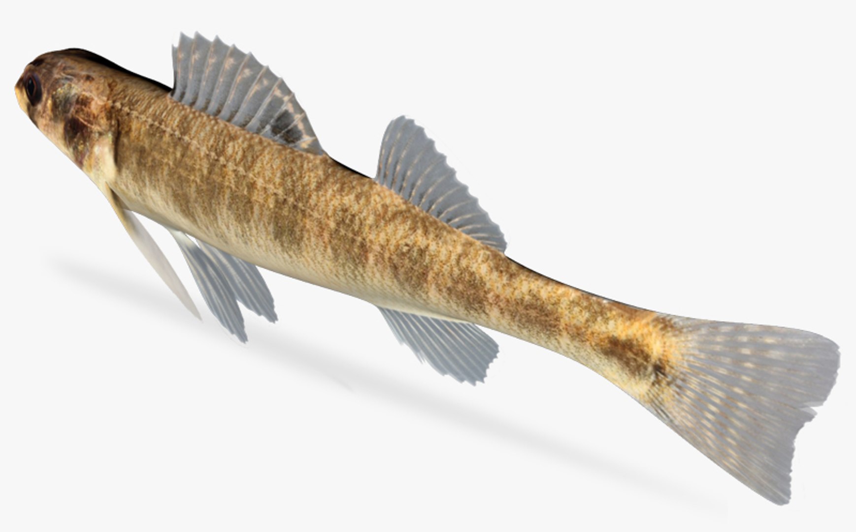 3d percina shumardi river darter model