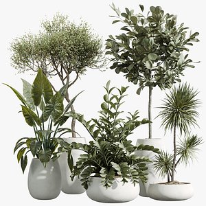 AV Indoor Plants Set 244 Ficus Indian Spineless Yucca Zamiifolia Mission Olive Alocasia model