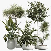 AV Indoor Plants Set 244 Ficus Indian Spineless Yucca Zamiifolia Mission Olive Alocasia
