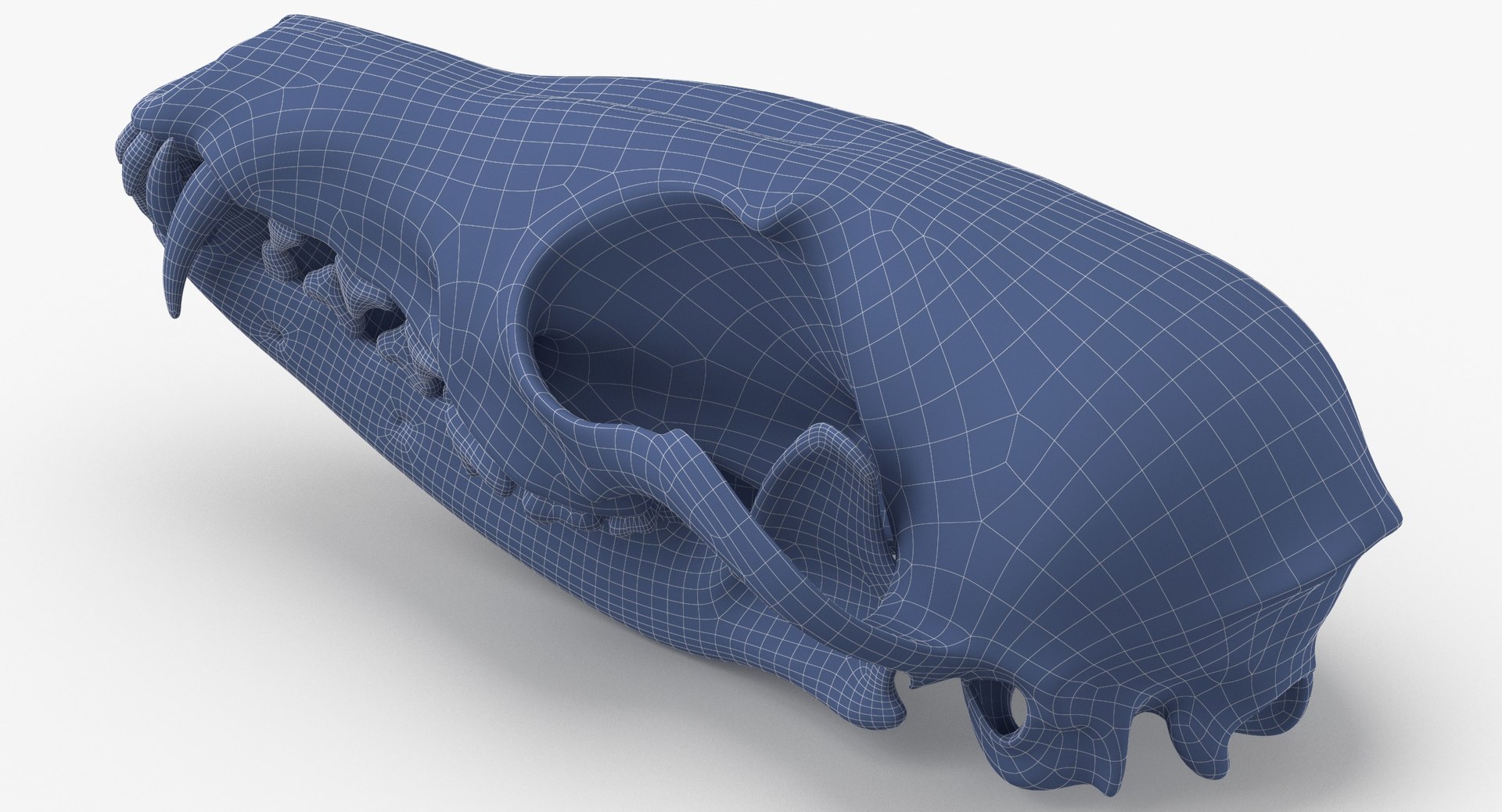 red fox skull jaw model https://p.turbosquid.com/ts-thumb/FA/mpZnhT/1SzPoNw2/red_fox_skull_with_jaw_wireframe_0005/jpg/1590582862/1920x1080/fit_q87/68ff1672ee663c3f77c2cbd09b2c160b4dcdd872/red_fox_skull_with_jaw_wireframe_0005.jpg