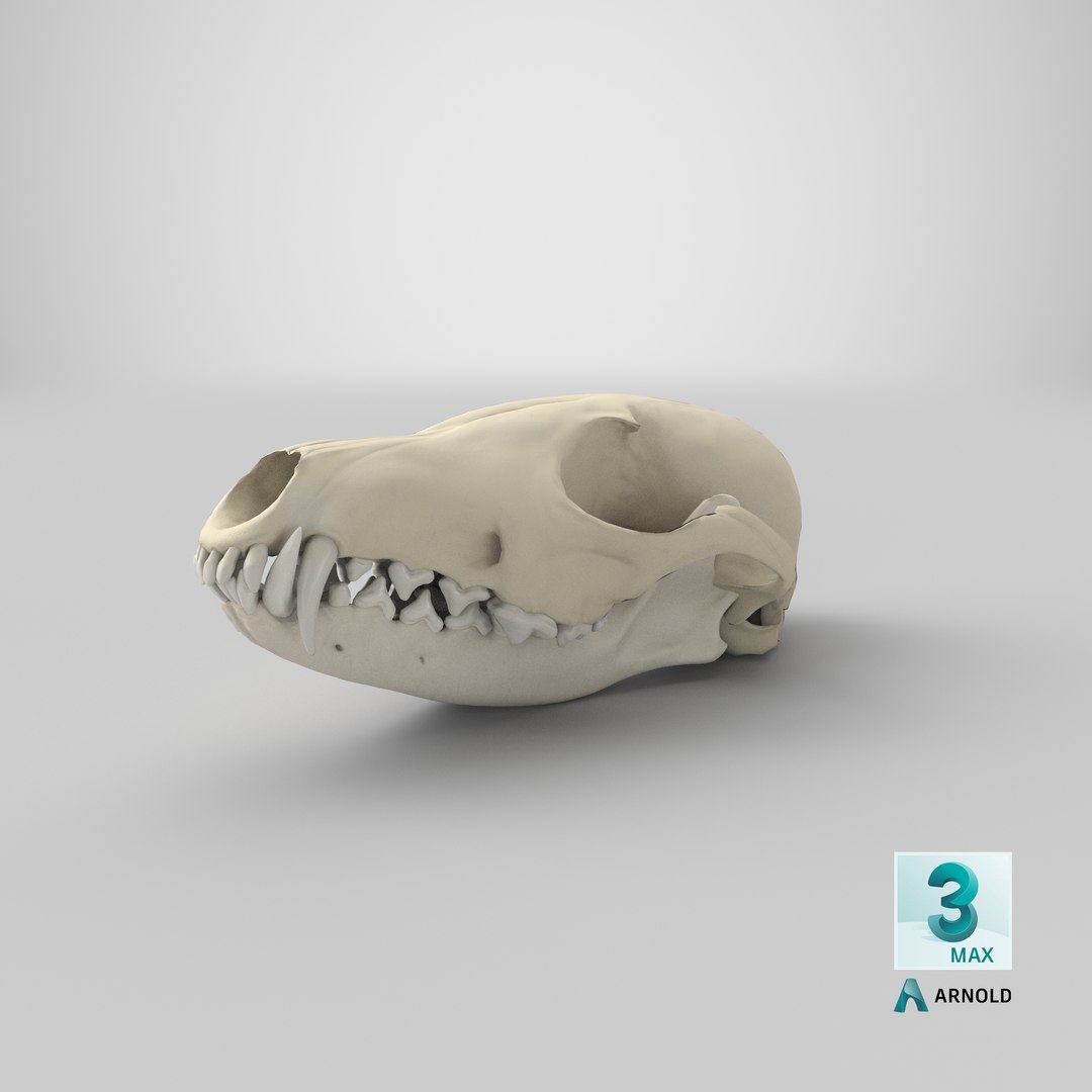 red fox skull jaw model https://p.turbosquid.com/ts-thumb/FA/mpZnhT/Keyxw6zE/stemcell_max_arnold_render/png/1591368941/1920x1080/fit_q87/e4d9a261425439f3864ce3e13c1a64a98b8c4745/stemcell_max_arnold_render.jpg