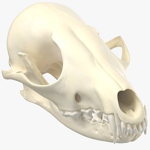 Red Fox Skull With Jaw