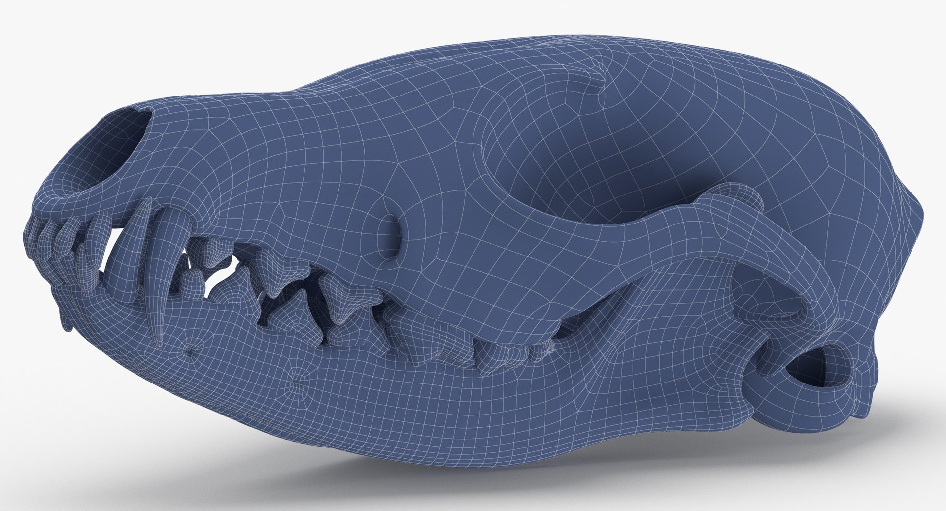 red fox skull jaw model https://p.turbosquid.com/ts-thumb/FA/mpZnhT/Zc1EaCIF/red_fox_skull_with_jaw_wireframe_0004/jpg/1590582862/1920x1080/fit_q87/d4a12c43a312cfe8563d7ab6e805cfab40f292cd/red_fox_skull_with_jaw_wireframe_0004.jpg