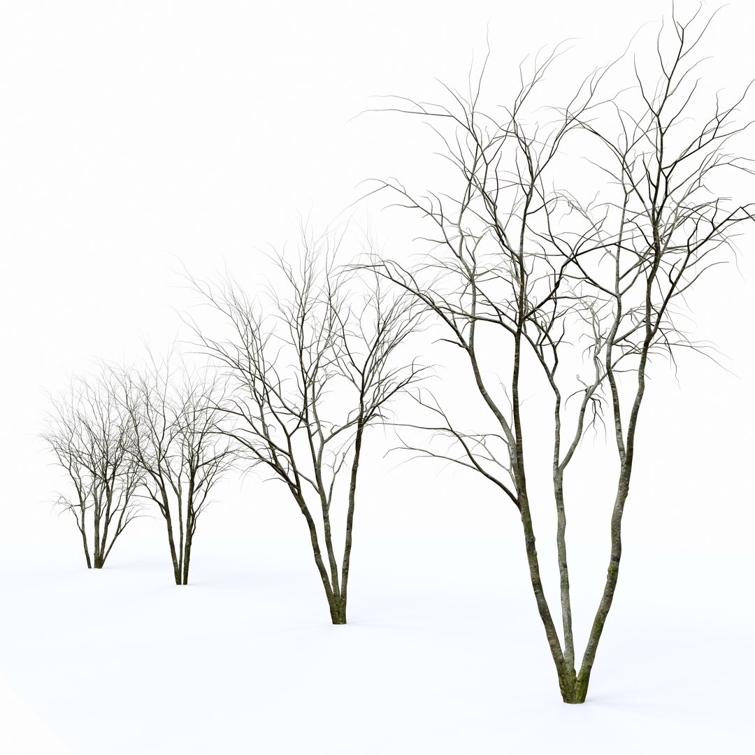 Blooming Amelanchier 3D Model - TurboSquid 1943364