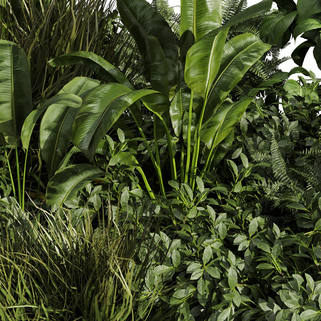 plant vol 985 - garden - pampas - banana - bush 3D model https://p.turbosquid.com/ts-thumb/FB/3OeGD4/EQ/5/jpg/1786991201/1920x1080/fit_q87/ccd99d446a04d6644d4ef7cd96d7ba4e60593a27/5.jpg