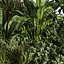 pianta vol 985 - giardino - pampa - banano - cespuglio