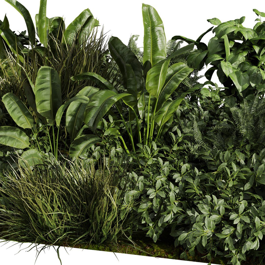 plant vol 985 - garden - pampas - banana - bush 3D model https://p.turbosquid.com/ts-thumb/FB/3OeGD4/TS/3/jpg/1786991200/1920x1080/fit_q87/520944ca7f1feb67ae8e45d48ed846d3787b0a6f/3.jpg