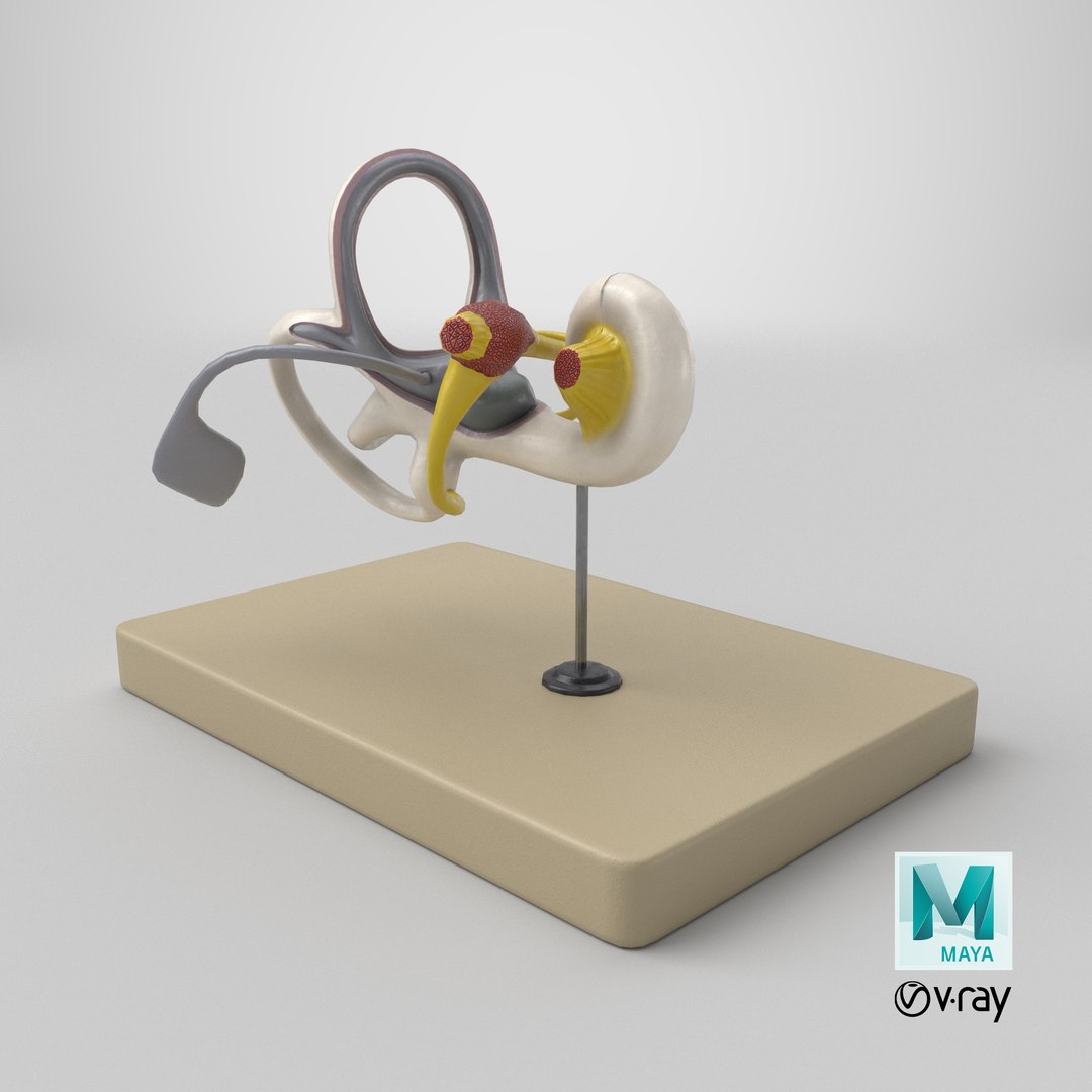 3D Inner Ear Bony Labyrinth Model Human Anatomy https://p.turbosquid.com/ts-thumb/FB/4HUsym/8t/stemcell_maya_vray_render/png/1764164443/1920x1080/fit_q87/10071baf696331bb1c9fdac53d3394b35a33aeec/stemcell_maya_vray_render.jpg