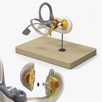 Inner Ear Bony Labyrinth Model Human Anatomy
