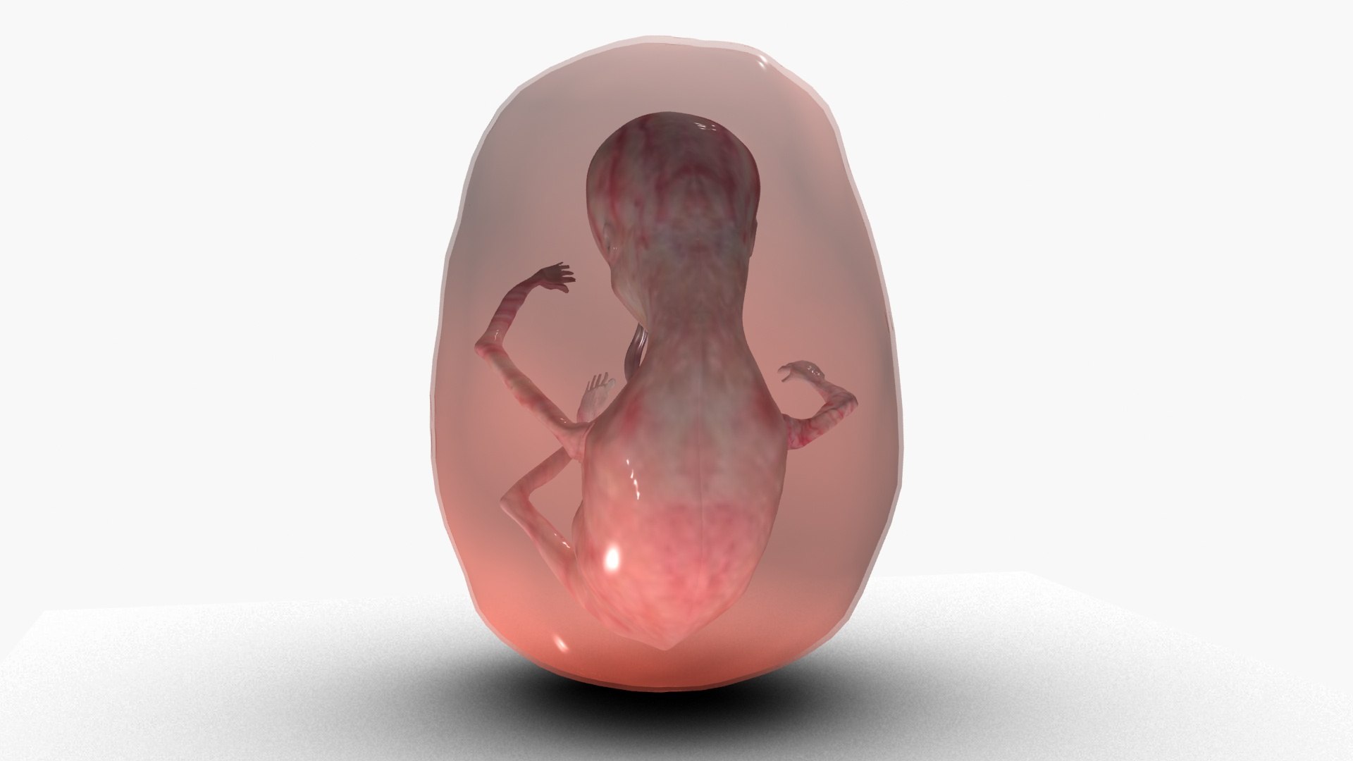 3D model Fetus https://p.turbosquid.com/ts-thumb/FB/IAKQi9/IP/ps4/jpg/1663739054/1920x1080/fit_q87/333d7683903114c83cd6ca326b8dfd9298ae2772/ps4.jpg