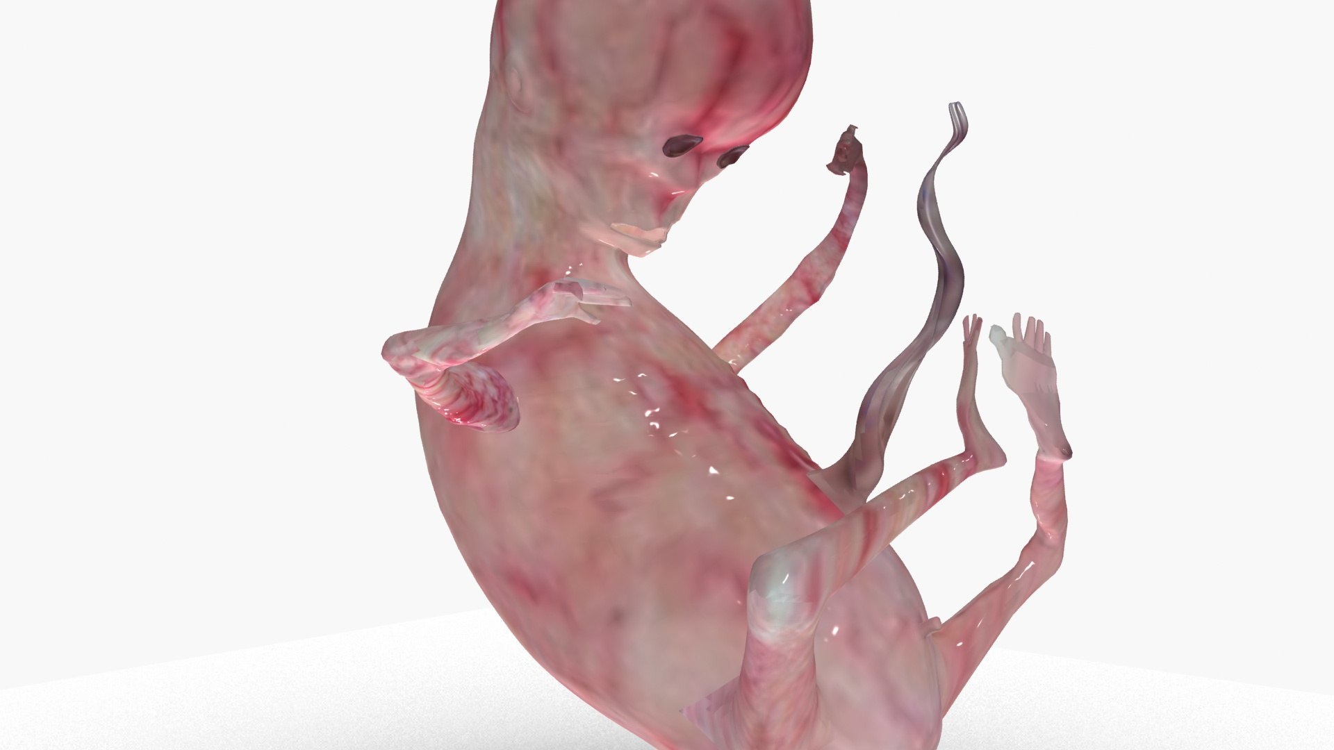 3D model Fetus https://p.turbosquid.com/ts-thumb/FB/IAKQi9/Jy/ps7/jpg/1663739075/1920x1080/fit_q87/243f09802c95f93d7094a73c3f70f24092d7e84e/ps7.jpg