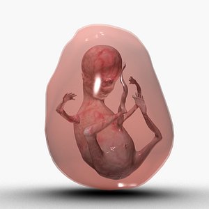 3D model Fetus