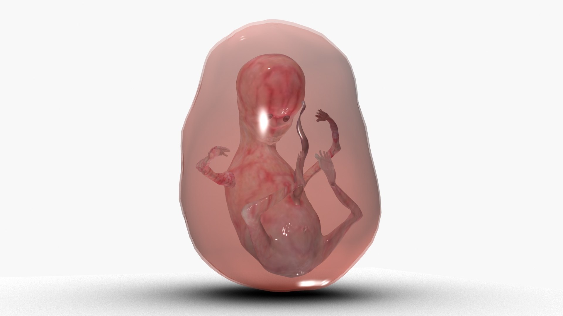 3D model Fetus https://p.turbosquid.com/ts-thumb/FB/IAKQi9/Vi/ps1/jpg/1663739042/1920x1080/fit_q87/74a6906a8a9df11bf4159f73aa601fec2e791a0e/ps1.jpg