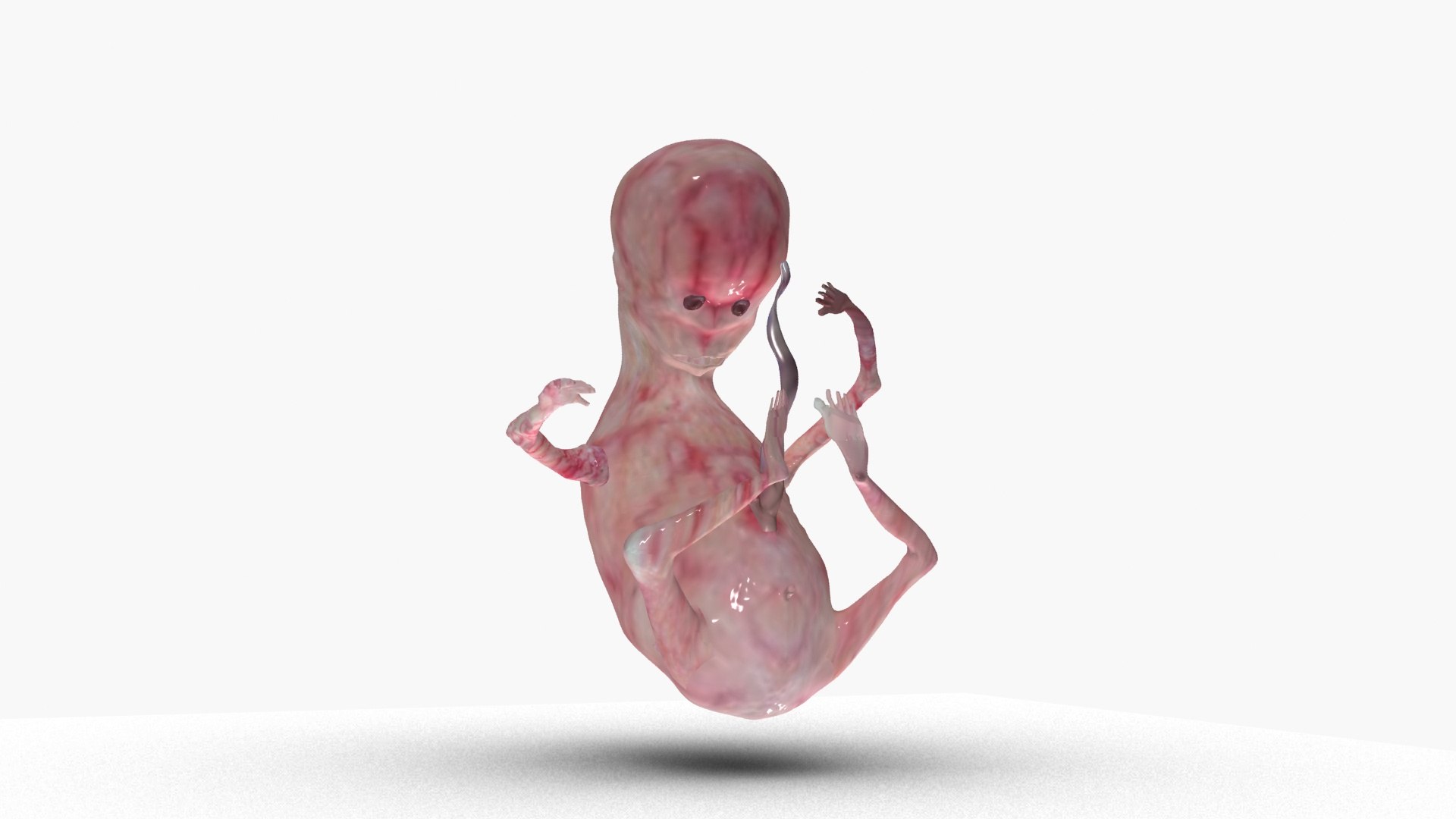 3D model Fetus https://p.turbosquid.com/ts-thumb/FB/IAKQi9/yL/ps6/jpg/1663739072/1920x1080/fit_q87/6ee76c83c2465c964790eb305ae8d4190a00a657/ps6.jpg