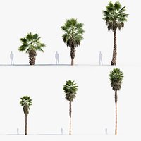 Washingtonia filifera  California fan palm