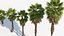 Washingtonia filifera    California fan palm 3D