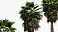 Washingtonia filifera    California fan palm 3D