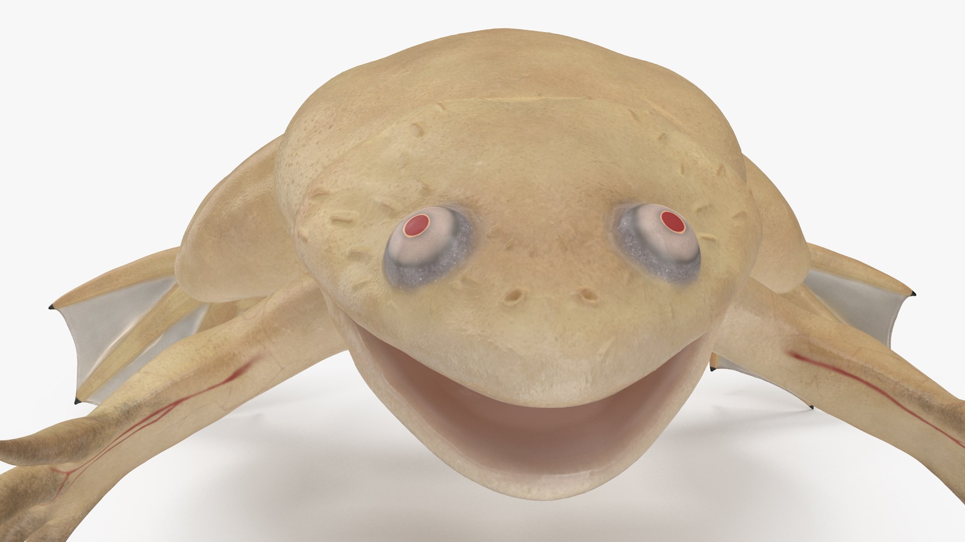 Xenopus African Clawed Toad Standard Pose model https://p.turbosquid.com/ts-thumb/FB/IzKNjP/0y/xenopusafricanclawedtoadstandardposevray3dmodel013/jpg/1696042098/1920x1080/fit_q87/7321b1a48c55aa98af62156946e1a95c665ecf58/xenopusafricanclawedtoadstandardposevray3dmodel013.jpg