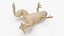 Pose padrão do sapo com garras africanas Xenopus