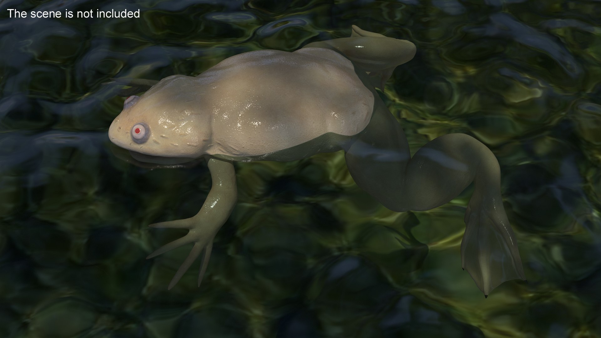Xenopus African Clawed Toad Standard Pose model https://p.turbosquid.com/ts-thumb/FB/IzKNjP/4J/xenopusafricanclawedtoadstandardposevray3dmodel002/jpg/1696042051/1920x1080/fit_q87/adfdd8e6a5a3874a5b97fdc2a0d78b9b9a62f2c8/xenopusafricanclawedtoadstandardposevray3dmodel002.jpg