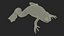 Pose padrão do sapo com garras africanas Xenopus