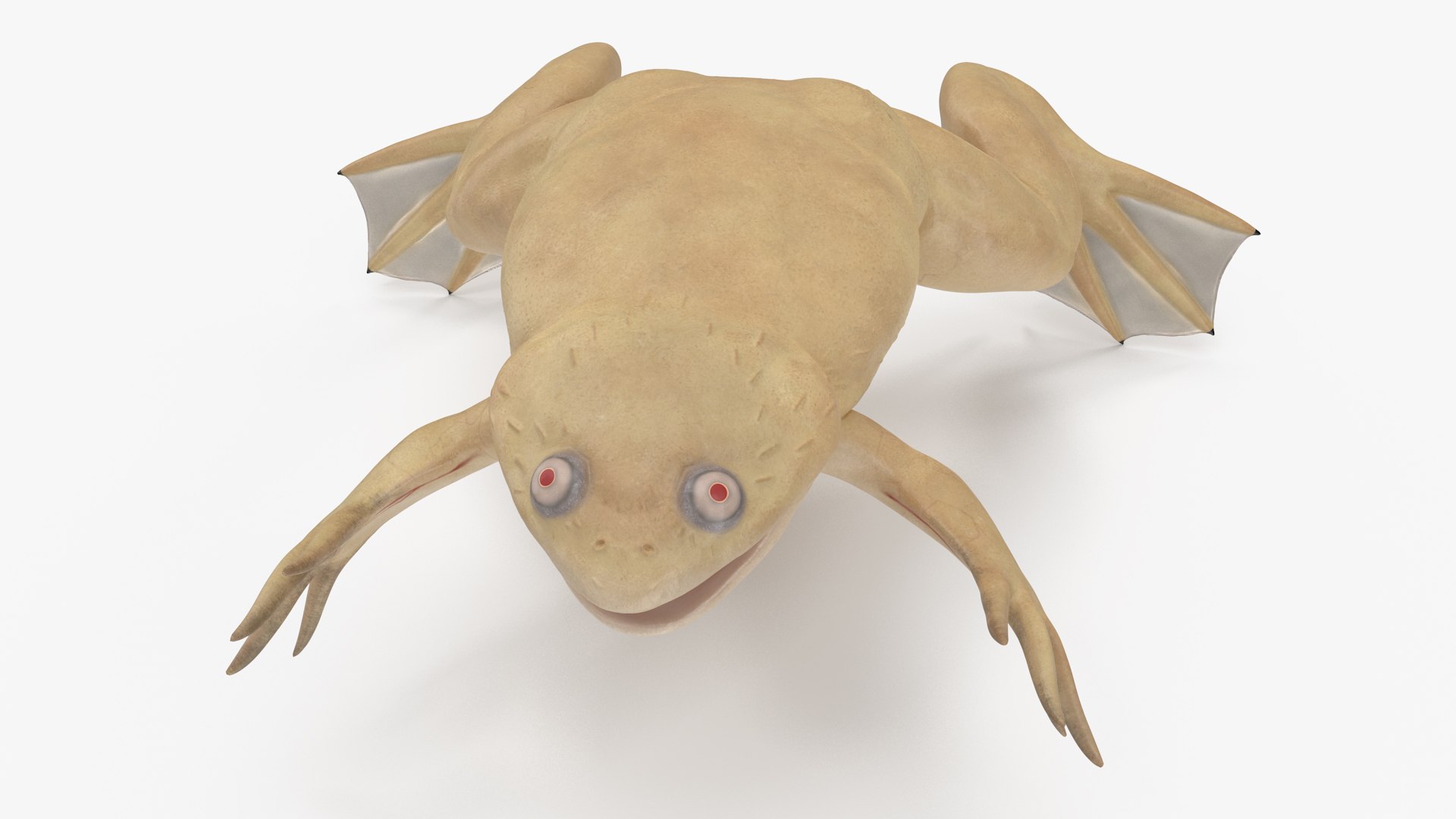 Xenopus African Clawed Toad Standard Pose model https://p.turbosquid.com/ts-thumb/FB/IzKNjP/dK/xenopusafricanclawedtoadstandardposevray3dmodel008/jpg/1696042078/1920x1080/fit_q87/ea0ec4af50fe69e420b9311e6bc8a7963e1a61ae/xenopusafricanclawedtoadstandardposevray3dmodel008.jpg