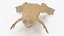Pose padrão do sapo com garras africanas Xenopus