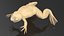 Pose padrão do sapo com garras africanas Xenopus