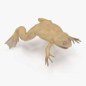 Xenopus African Clawed Toad Standard Pose model