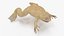 Pose padrão do sapo com garras africanas Xenopus