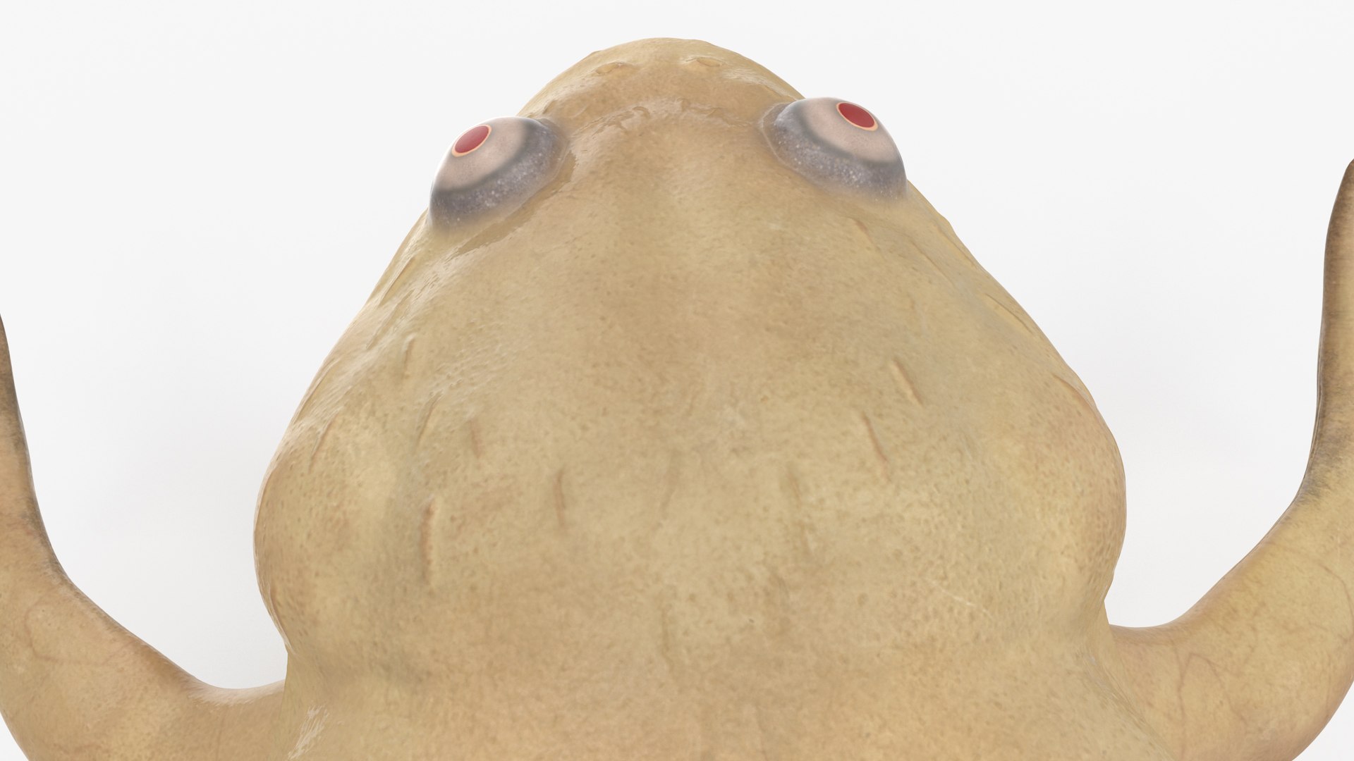 Xenopus African Clawed Toad Standard Pose model https://p.turbosquid.com/ts-thumb/FB/IzKNjP/s5/xenopusafricanclawedtoadstandardposevray3dmodel017/jpg/1696042114/1920x1080/fit_q87/66d2223dba0cbfd6a8dcde2d810c64d9086535ad/xenopusafricanclawedtoadstandardposevray3dmodel017.jpg