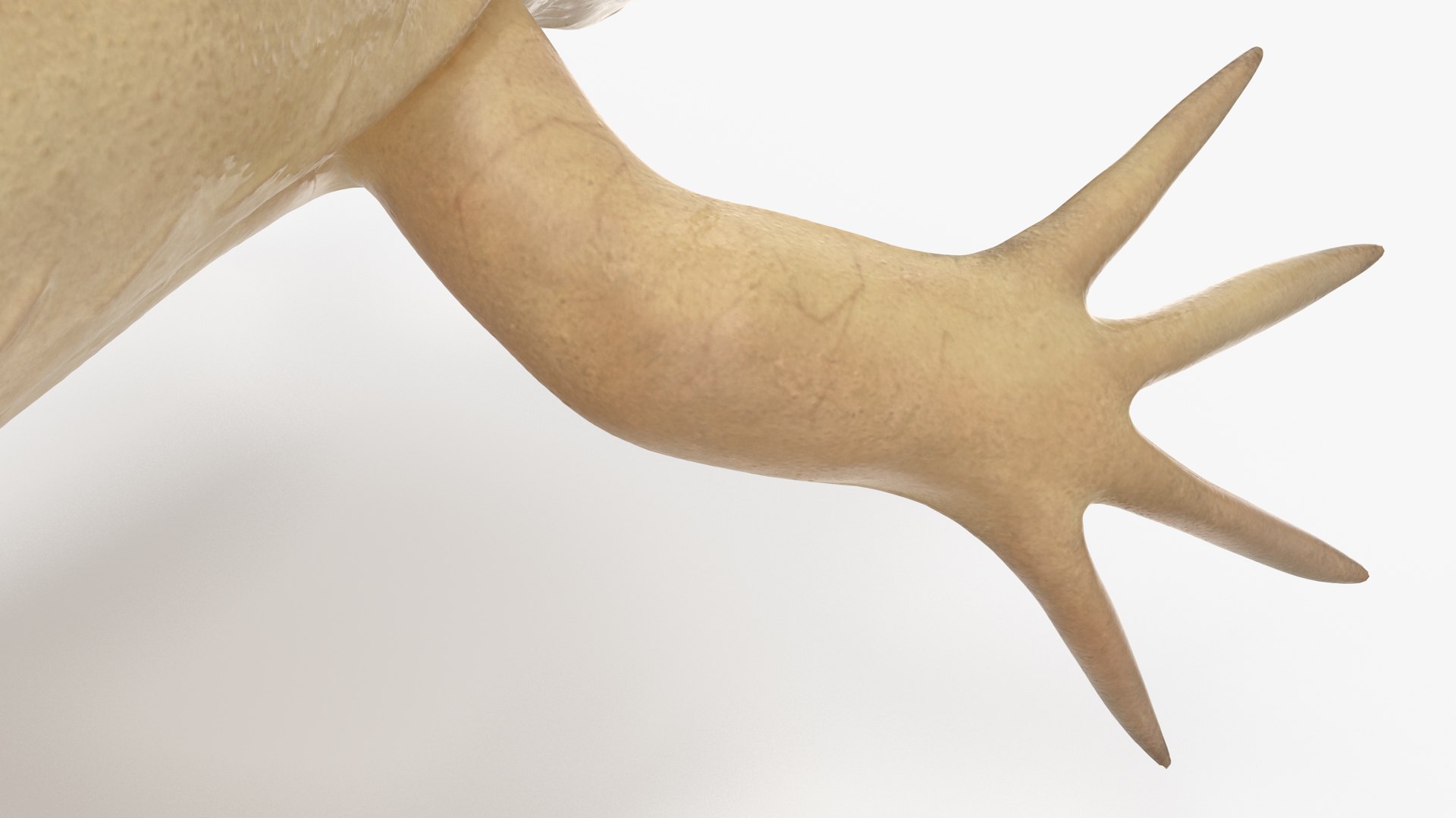 Xenopus African Clawed Toad Standard Pose model https://p.turbosquid.com/ts-thumb/FB/IzKNjP/yy/xenopusafricanclawedtoadstandardposevray3dmodel016/jpg/1696042110/1920x1080/fit_q87/acda25a2dda0dcec2d6f40e8a35eaefe6bce8cc0/xenopusafricanclawedtoadstandardposevray3dmodel016.jpg