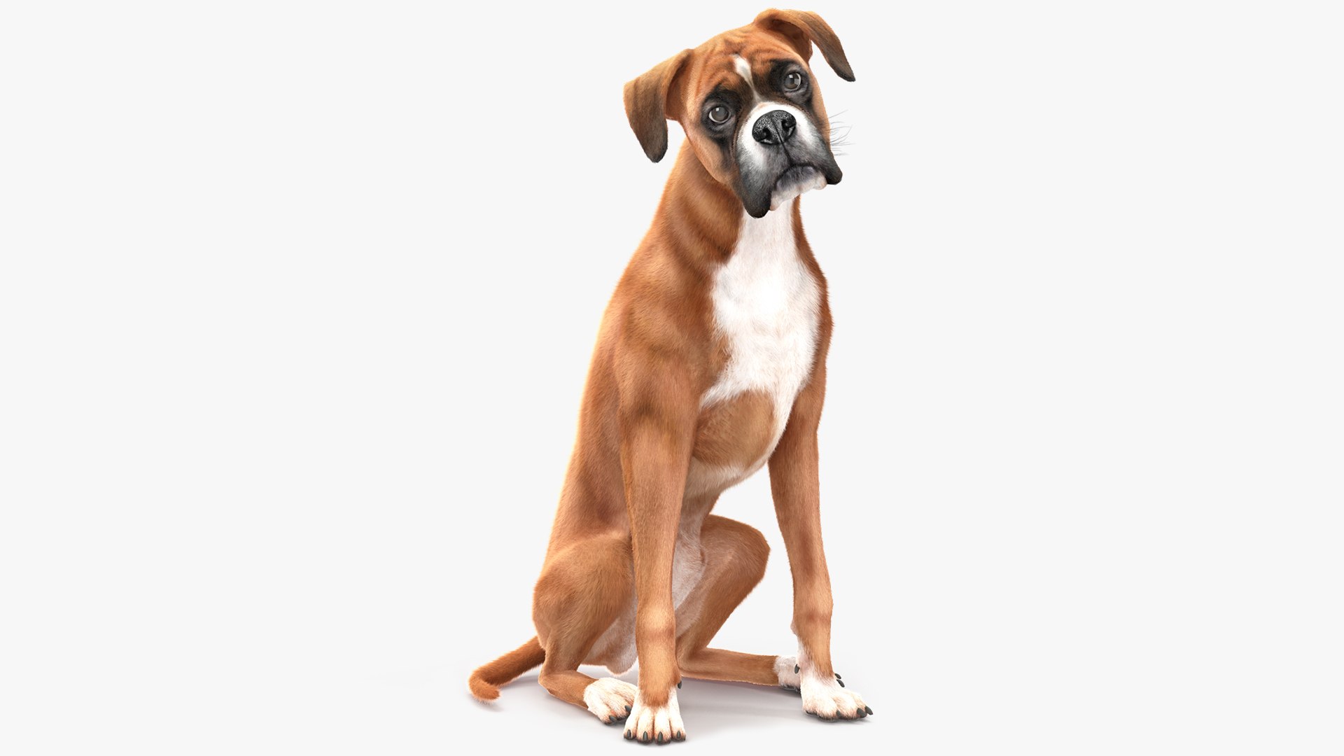 Sitting Dog Boxer Fur 3D model preview