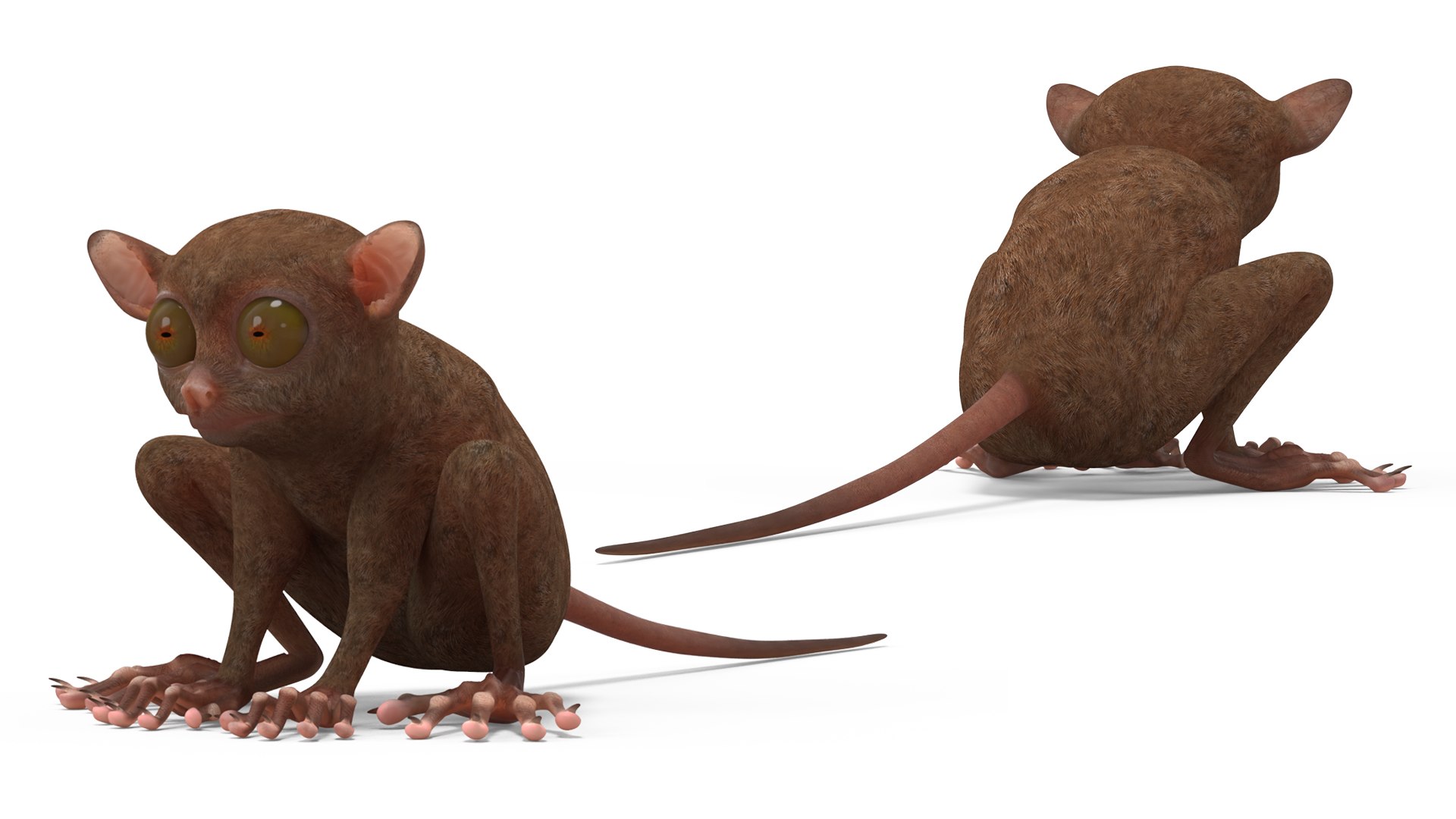 Tarsier Rigged 3D model preview