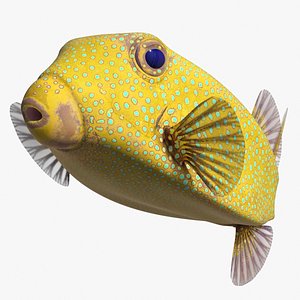Yellow Spotted Boxfish Rigged for Maya