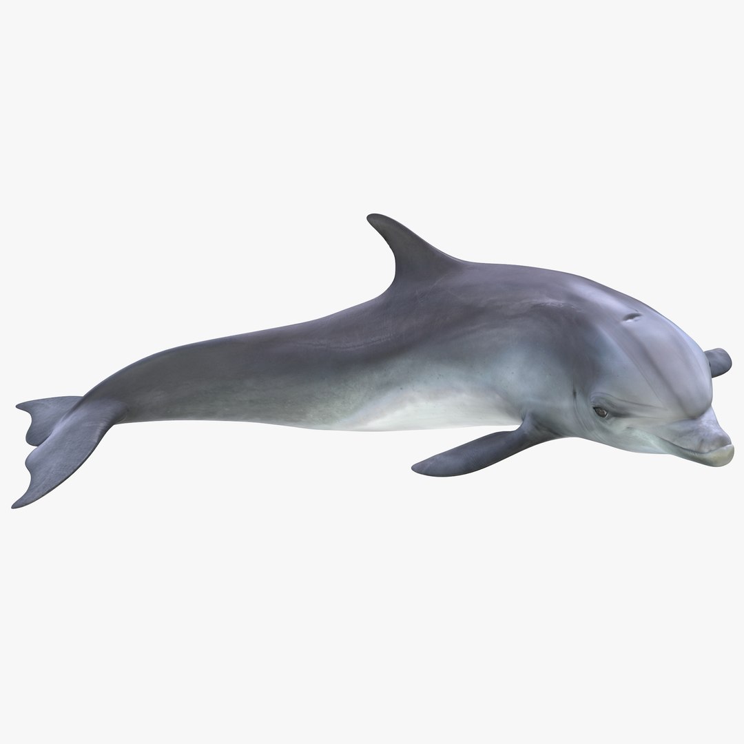 Dolphin Pose 4 3D model preview