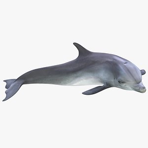 3ds dolphin pose 4