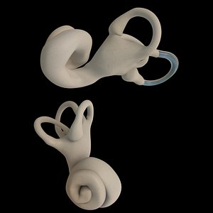 c4d inner ear labyrinth