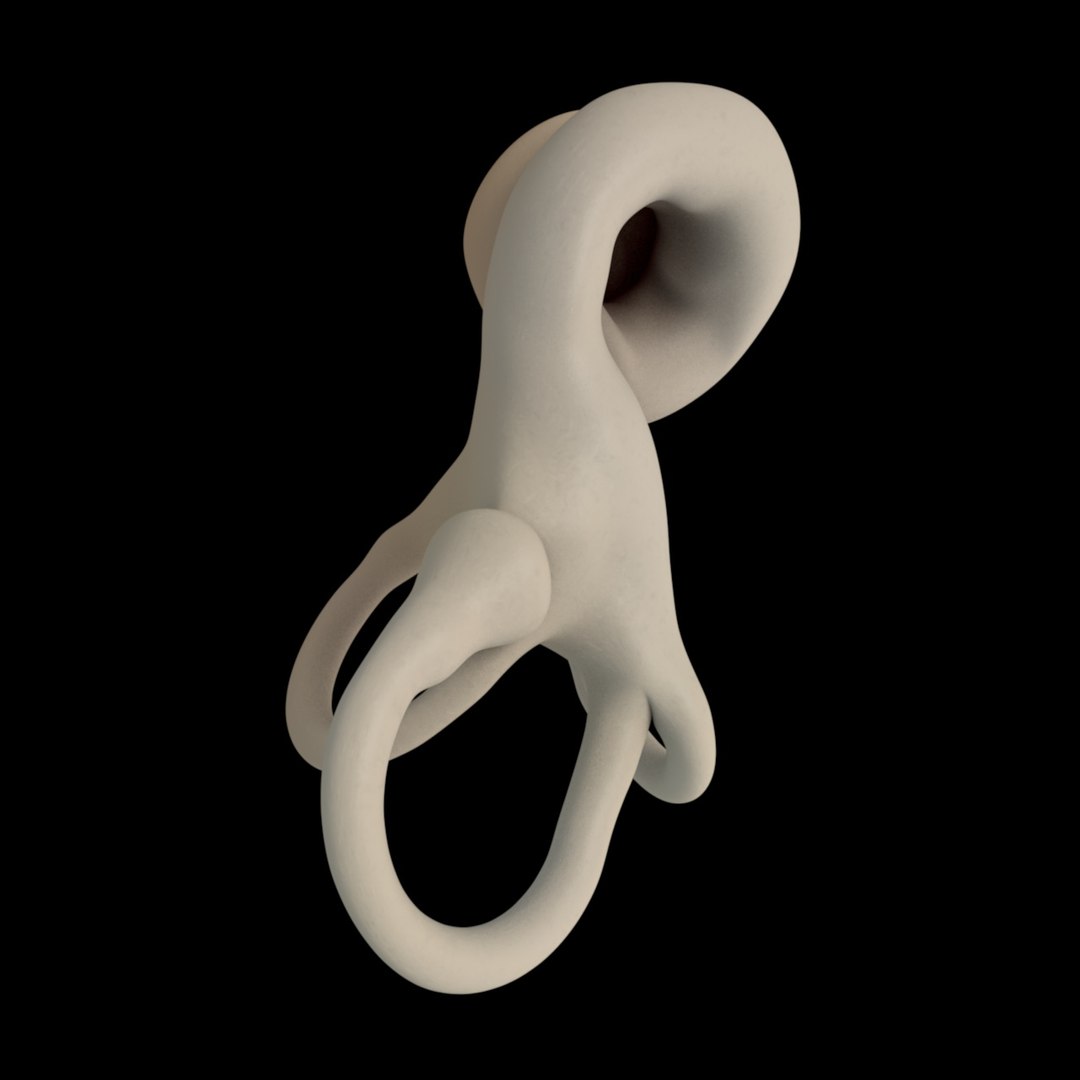 C4d Inner Ear Labyrinth