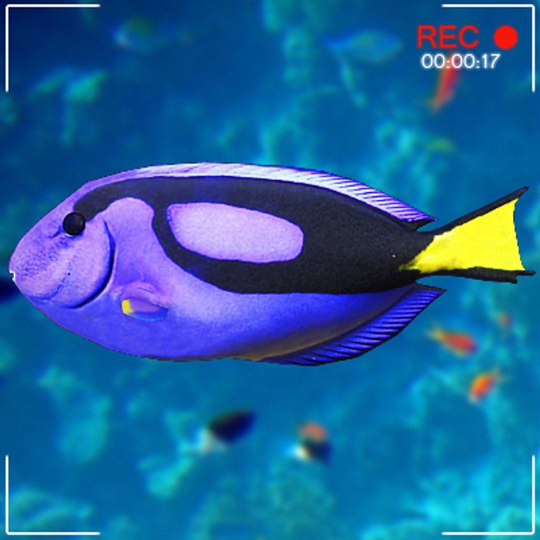 blue tang max https://p.turbosquid.com/ts-thumb/FB/nslJwV/H08z7YKy/fishsetc08/jpg/1256820964/1920x1080/fit_q87/9e88e397769e799dadf1b5a33c9582f4ddd7dde3/fishsetc08.jpg